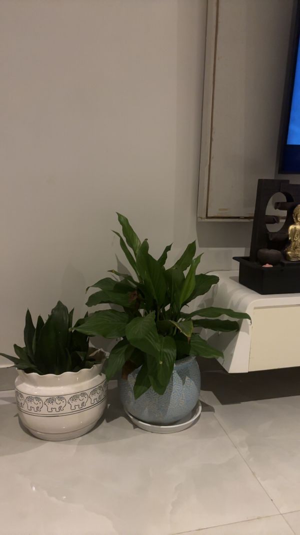 La maison de Varshitha