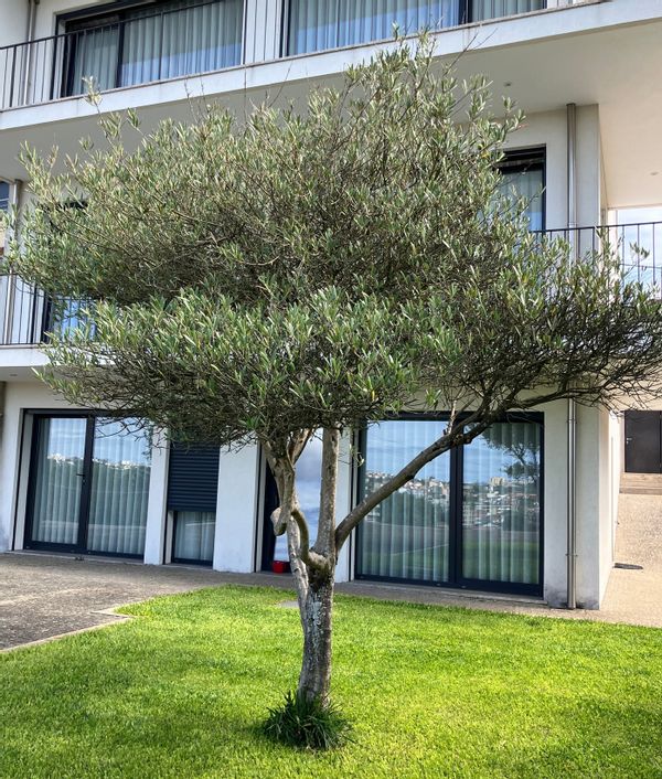 The Olive Tree’s Watch – A Home with Porto in View