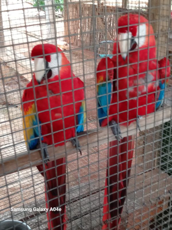 La maison de Rosemarie