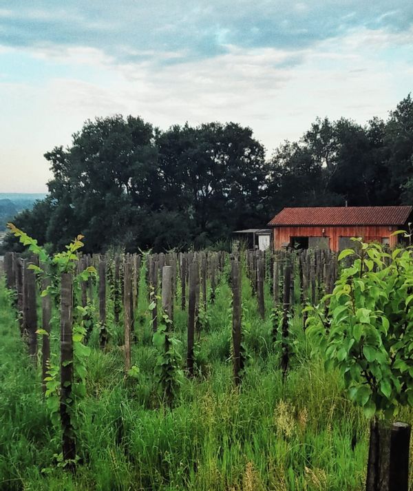 Maison vigneronne en bois au coeur des vignes!