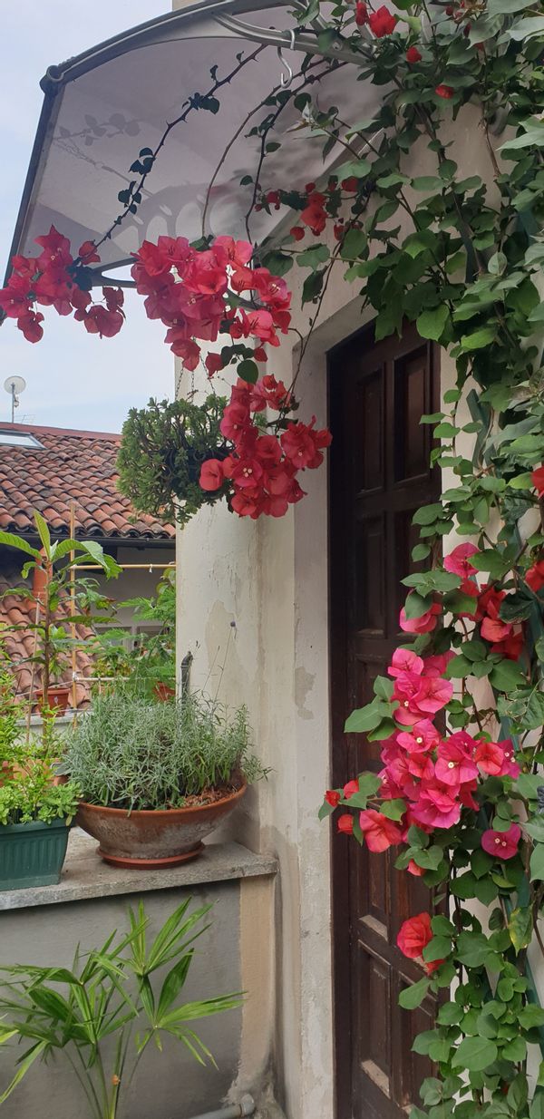 Rosa's house