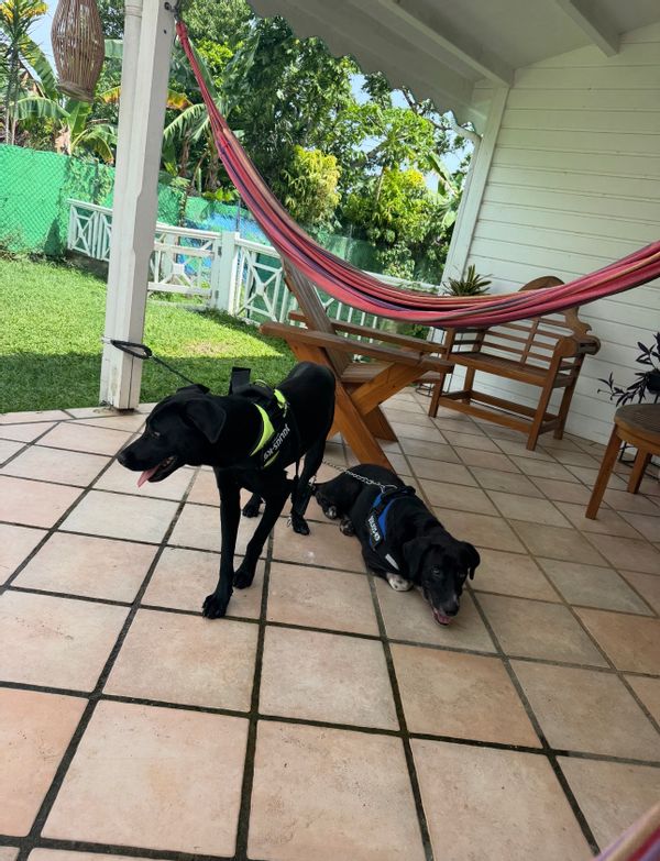 Spécial été - 2 chiens, piscine, plage - NON FUMEUR