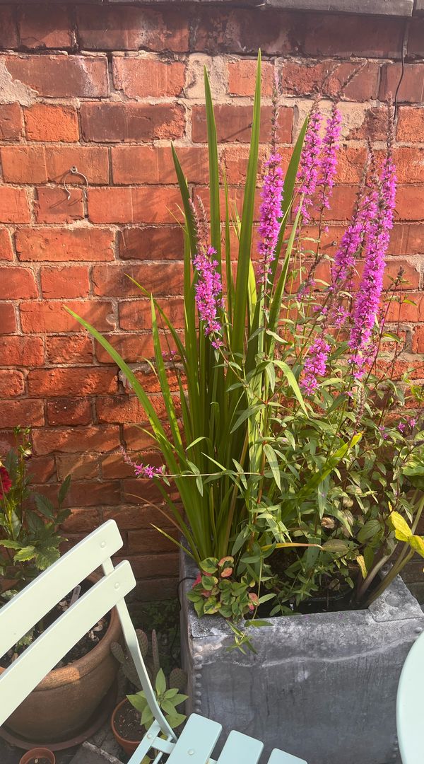 Anna and Alex’s Terraced House with Cottage Feel