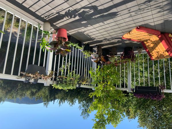 Entre montagne et forêt