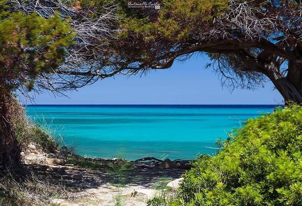Nel mare cristallino della Sardegna