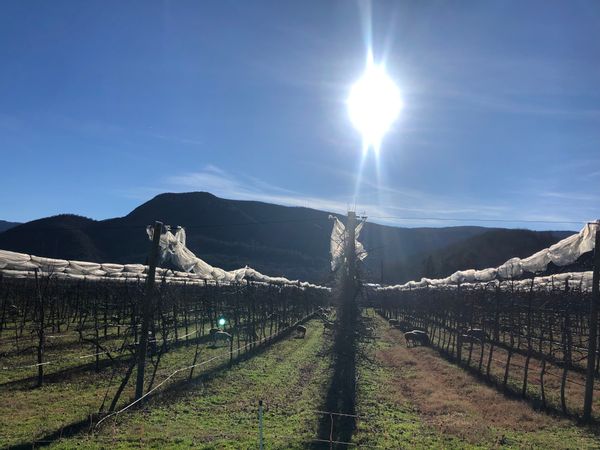 Petite maison cévenole en plein cœur d'un verger.