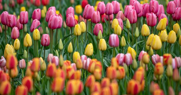 La maison de Coletta