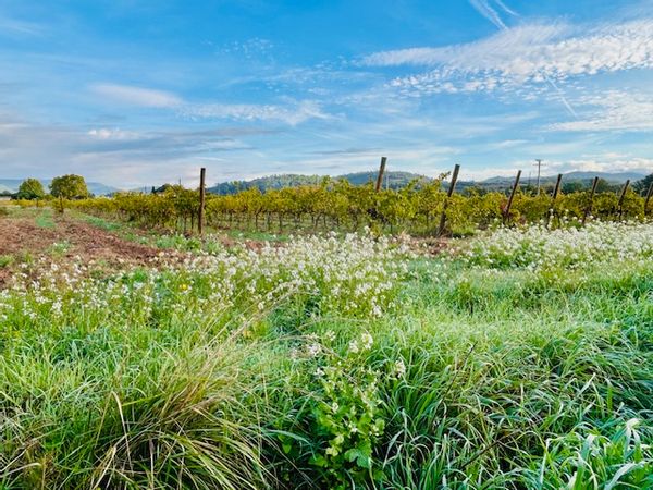 Au cœur du terroir Provençal, entre vignes et mer