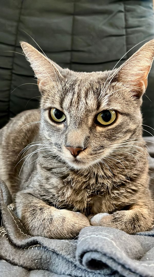 Appartement avec terrasse à Rome