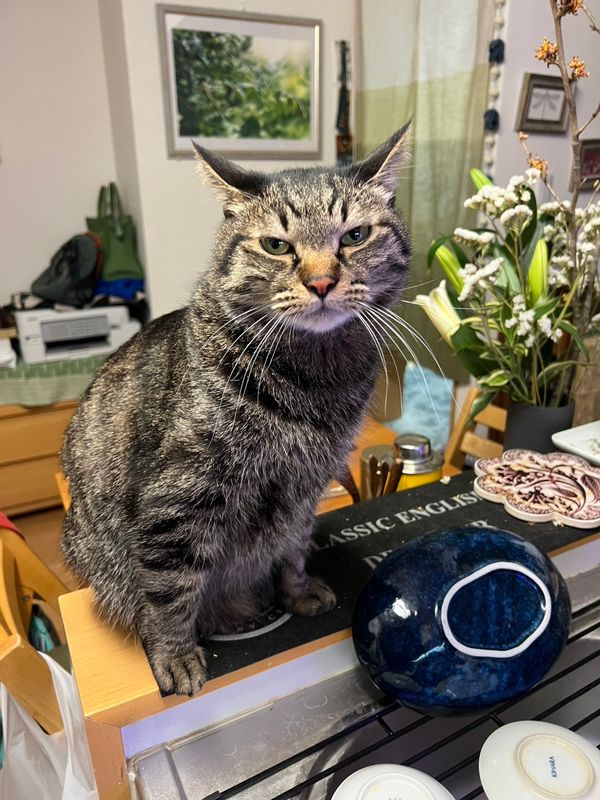 Your cozy home with 2 fat cats in central Tokyo