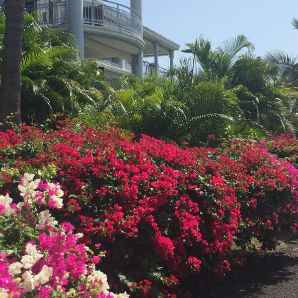 Un rez de jardin dans un grand parc arborré. Un studio cosy rafraîchi par les alizés avec tout le confort souhaité