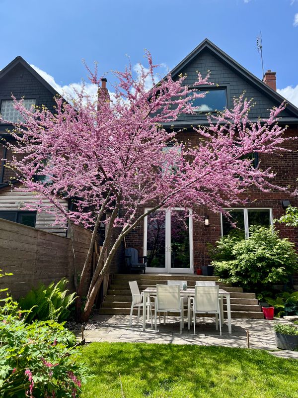 La maison de Chris and Carol