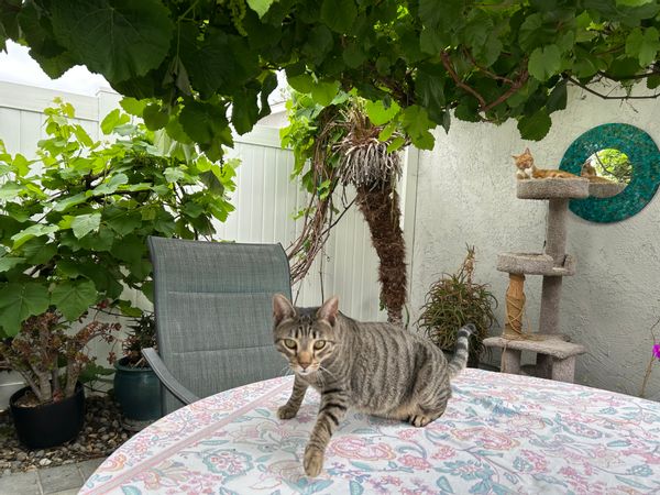 Laura's house near Disneyland, the Beach and downtown Los Angeles. Community pool, garage and quiet neighborhood.