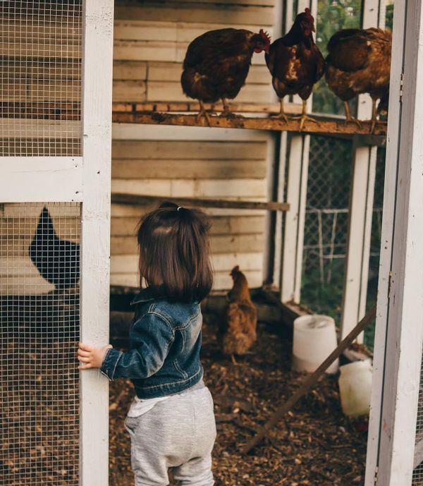 Poules et Plantes