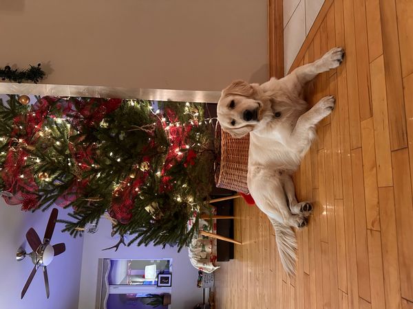 La maison de Marley. La parfaite fermette en campagne