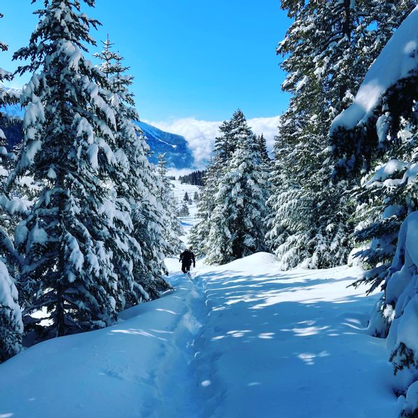 FENÊTRE SUR LES ALPES. 