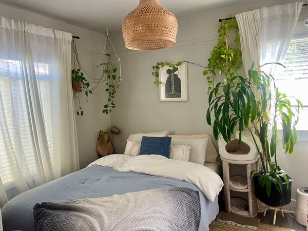 Cozy Plant-Filled Cottage looking for a Cat Sitter