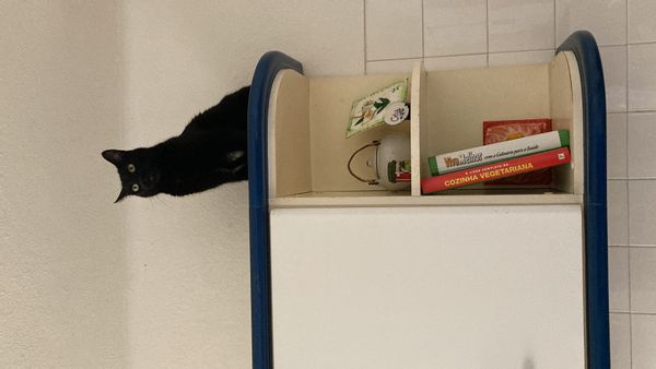 Amy's house for cat lovers