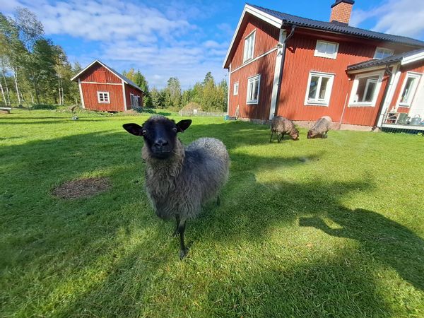 La maison de Nina and Gregor