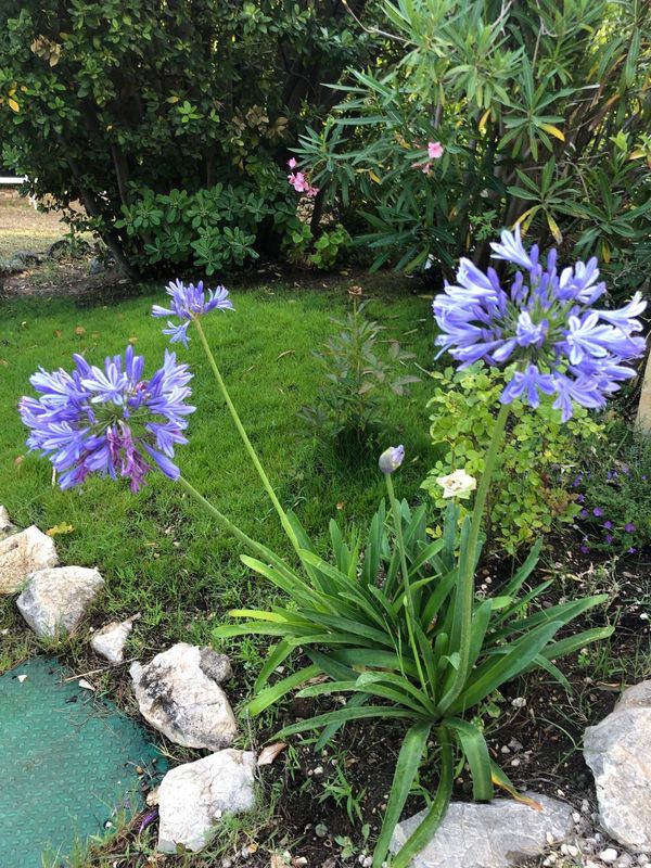 La maison de Félicité