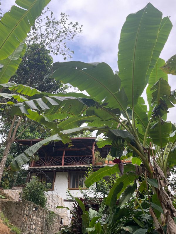 Maison tropicale très confortable entre jungle, cascade et mer des Caraïbes.