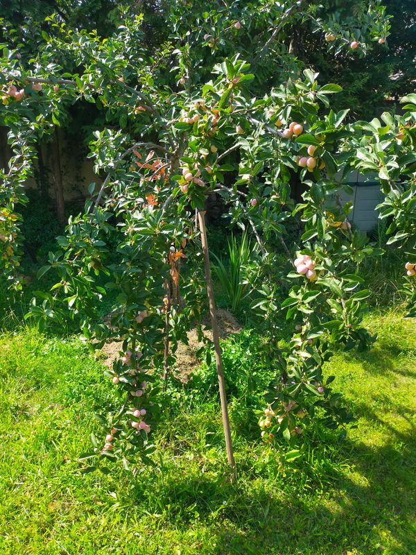 Petite maison avec sa pierre de taille, ses 3 chambres, sa rue calme, son jardin et son potager