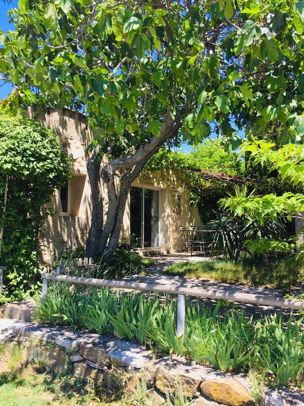 Sous le figuier,  vue sur le Luberon