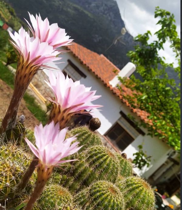 Casa con encanto en Serranía de Ronda, rodeada de naturaleza (montañas y río Guadiaro), pueblo a 5’