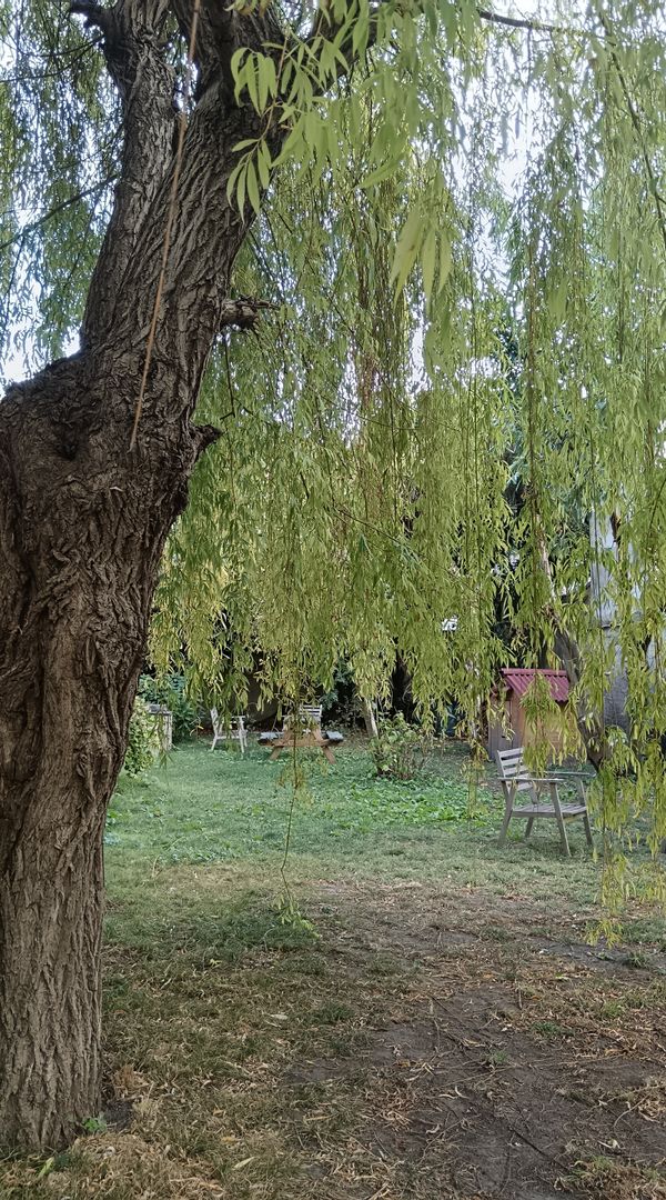 Maison calme, beau jardin arboré en plein centre ville