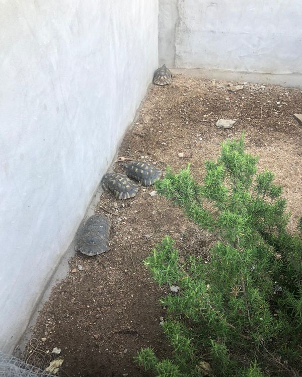 La maison de Antonio