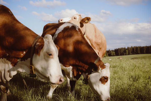 La maison de Hanneke