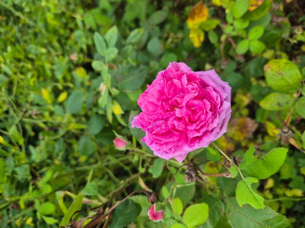 La maison de Suzanne