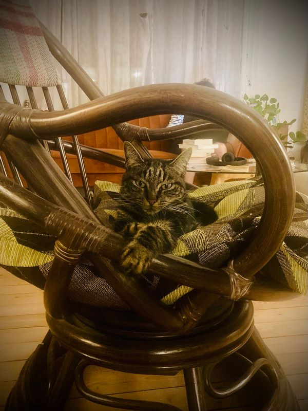 Maison calaisienne avec chat adorable !