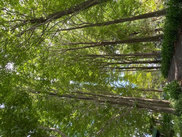 La maison de Roxanne