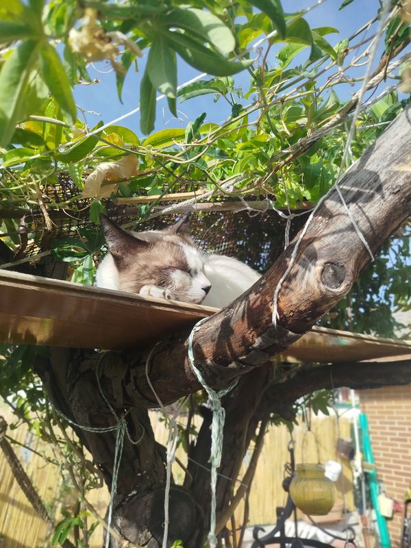 La maison de virginia