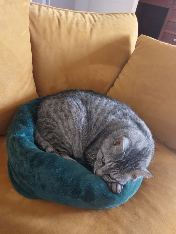 Prêt appartement à Rennes contre garde de chat