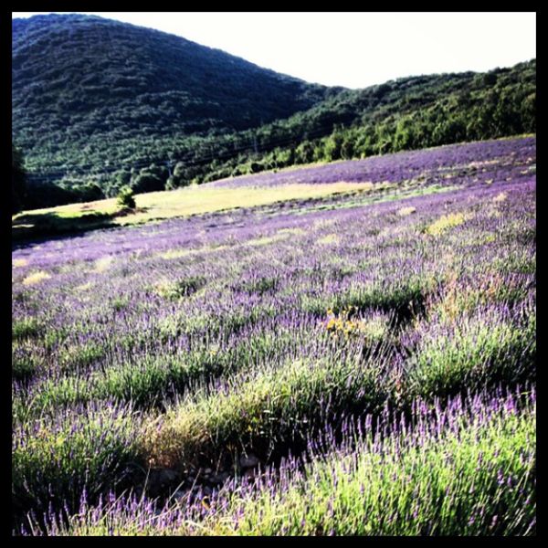 Au cœur de la Provence