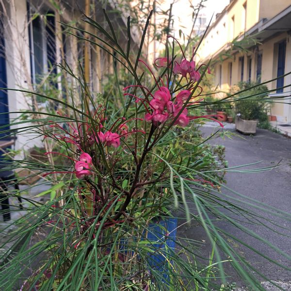 La petite maison de l'allée