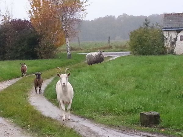 la chambre d'invité-es est au sud, au 1er étage qui donne sur le jardin peuplé d'oiseaux.