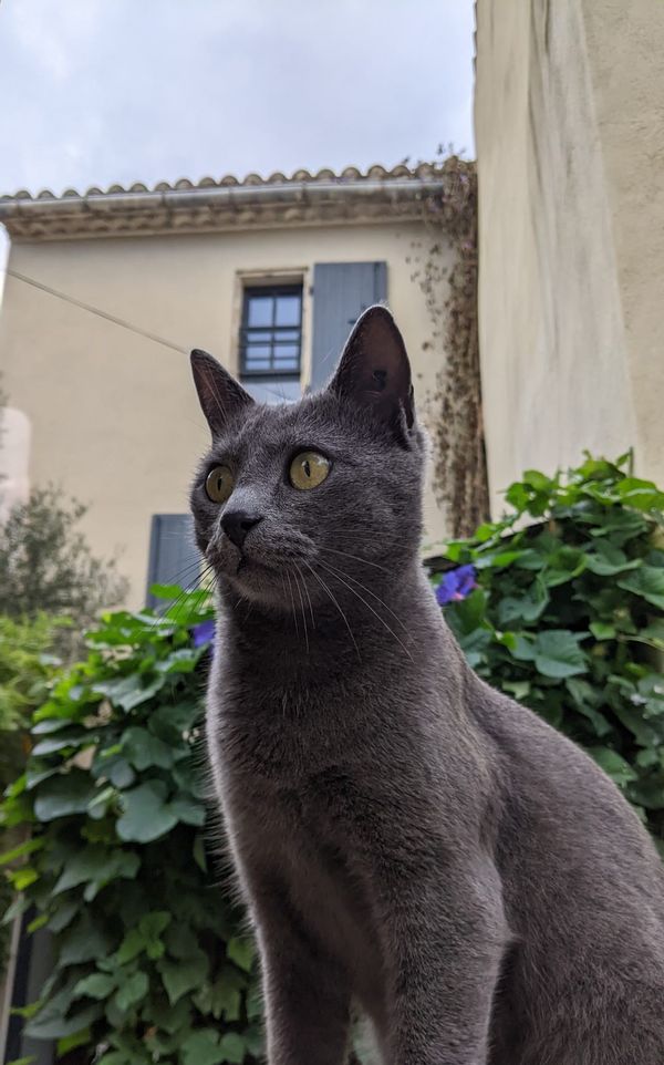 Maison de ville chaleureuse au cœur des vignes
