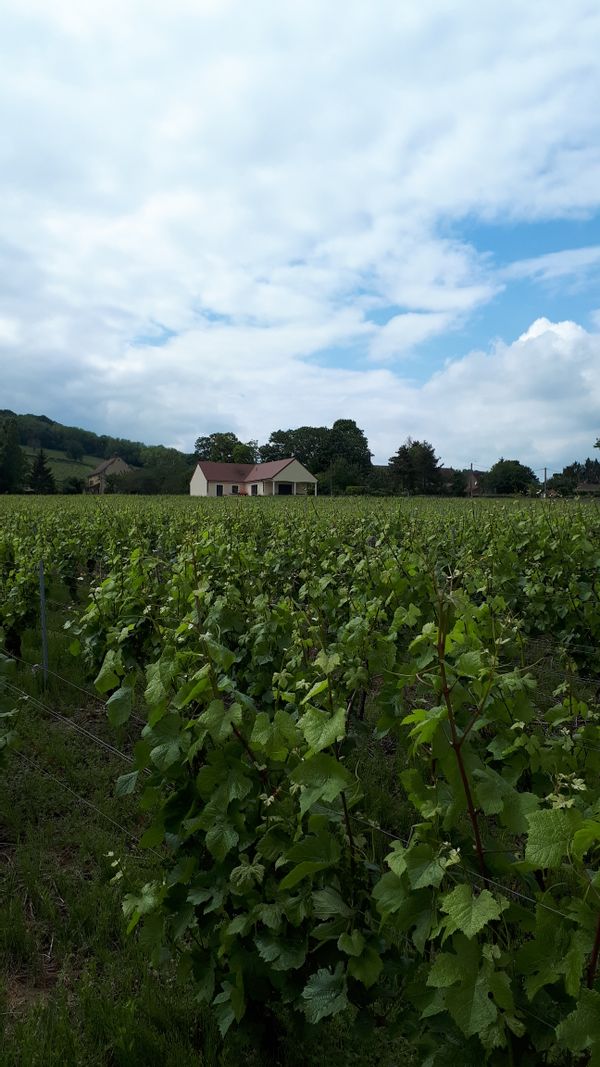 Maison au cœur des vignes