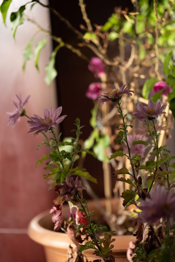 Camille et Benjamins hus