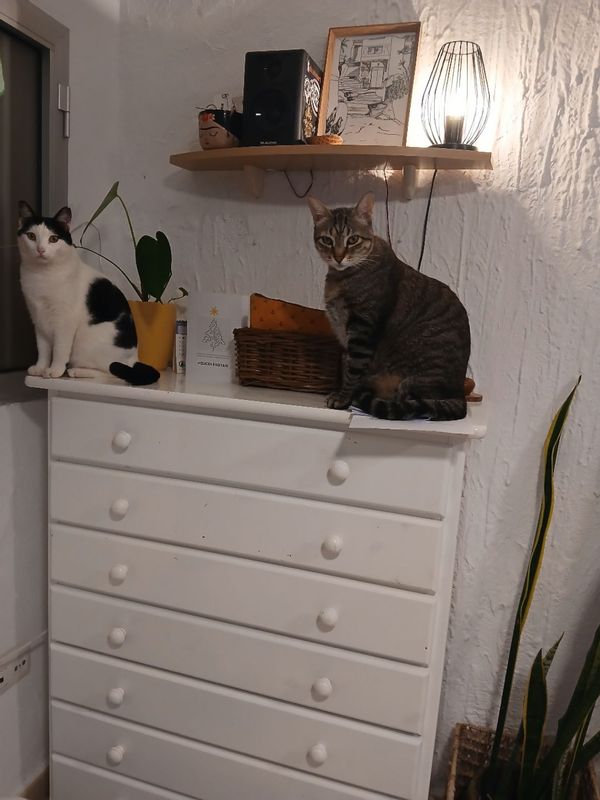 sara's house