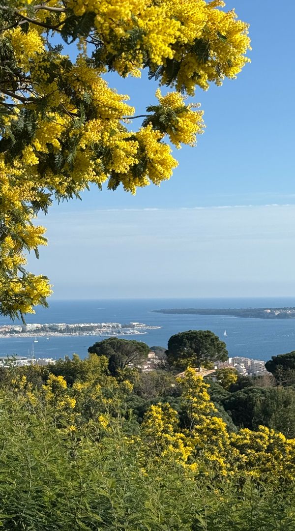 Cannes au paradis ! Cannes in Paradise!