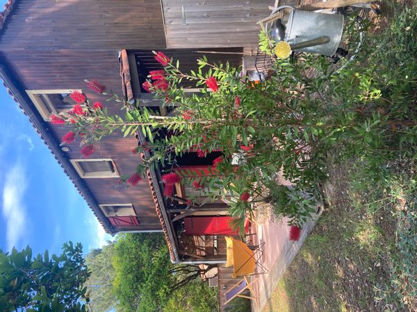 Maisonnette orientée ouest face à la pinède, avec des lumières de fin de journée au travers les pins