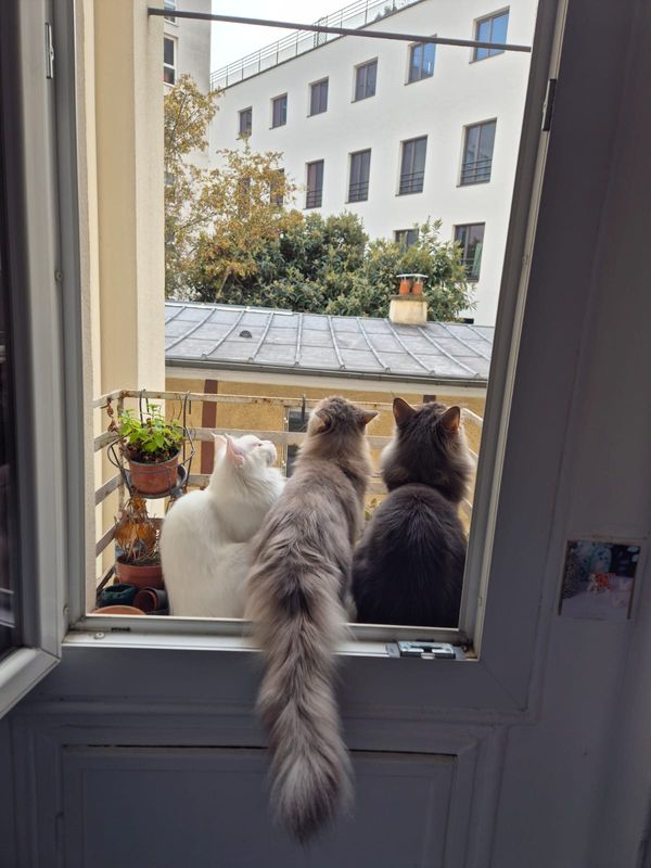 Amoureux des chats? Notre appartement parisien est fait pour vous!