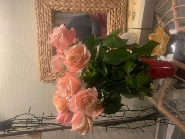 La maison  est un petit cocon mignon calme et lumineux et en prime de plantes et un jardin !