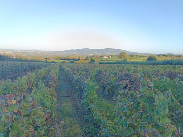 Maison de charme en pierres située dans un petit village du beaujolais. 30 minutes de Lyon en bus