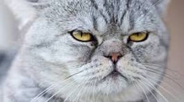 Perle d'Or in downtown near the center