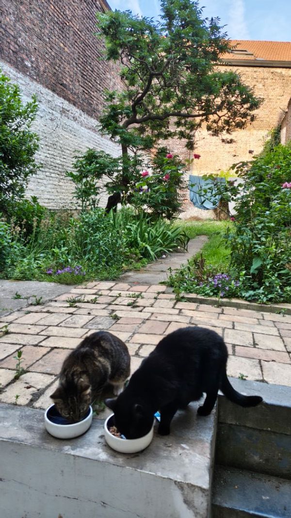 cosy flat with garden close to the city center